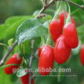 Gros séché sauvage Goji Berry Ningxia en vrac